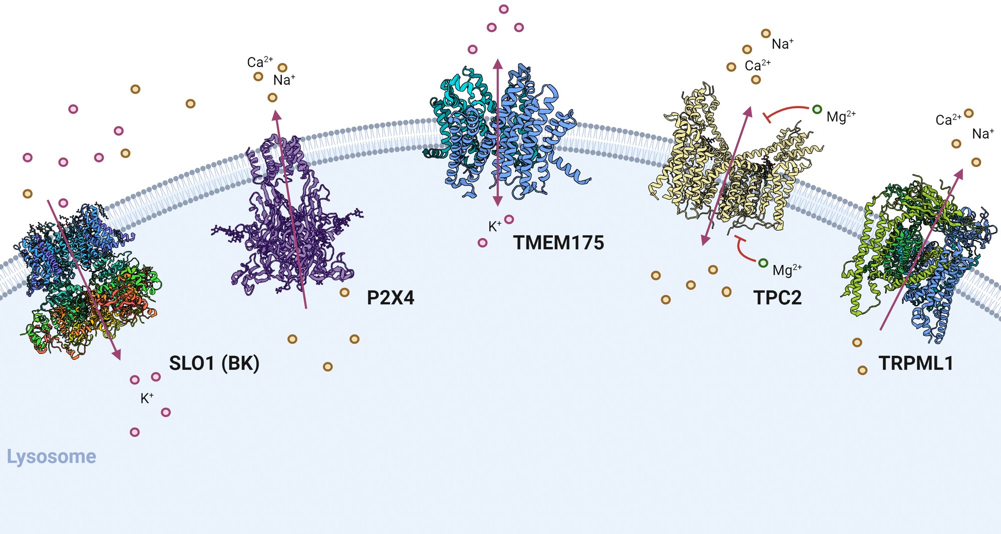 Lysosome Channels_cropped